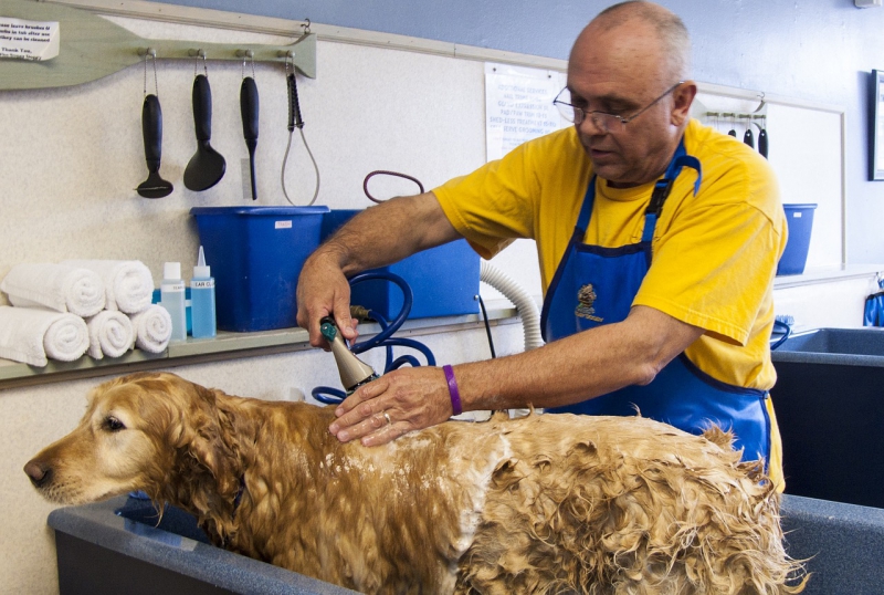 toiletteur-RAYOL CANADEL SUR MER-min_dog-bath-682169_1280